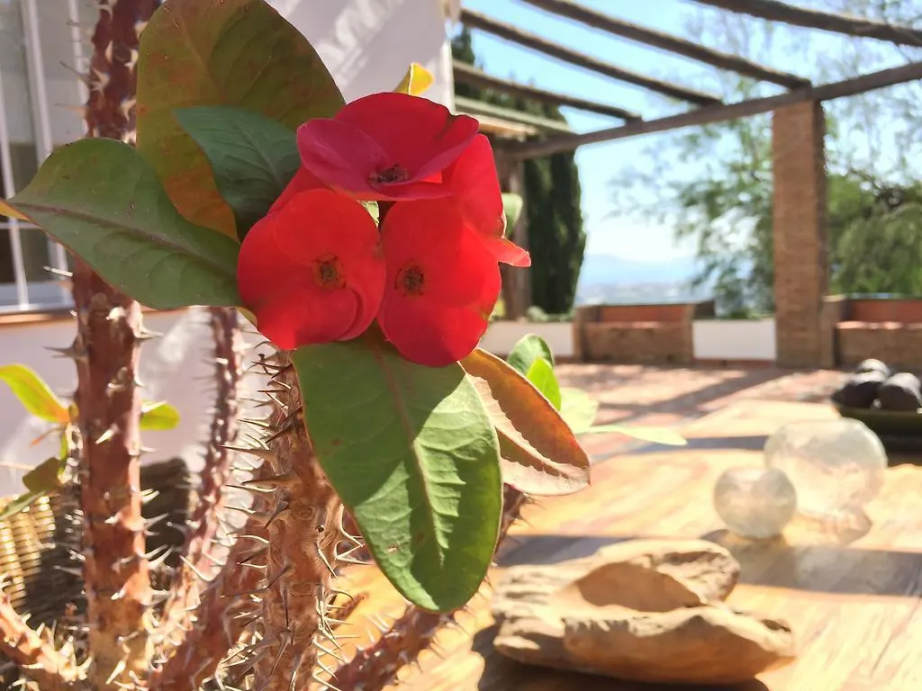 La Casa Del Burro Bed & Breakfast Nerja